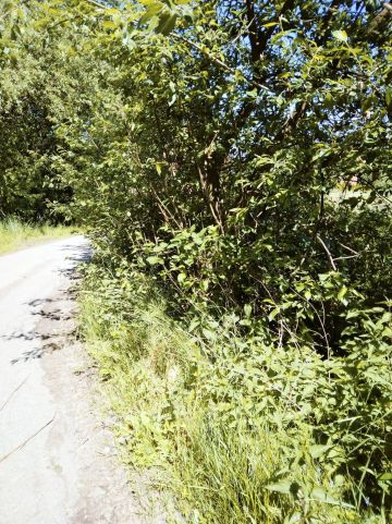 Fosa przed czyszczeniem.